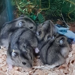 Hamster ruso