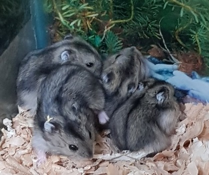 Hamster ruso