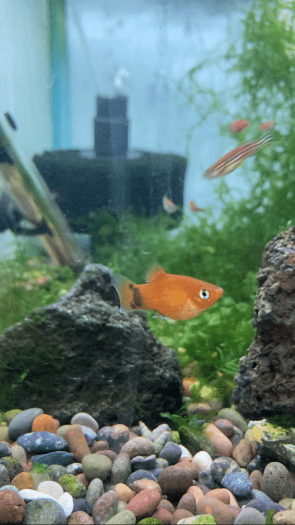 Platy negro