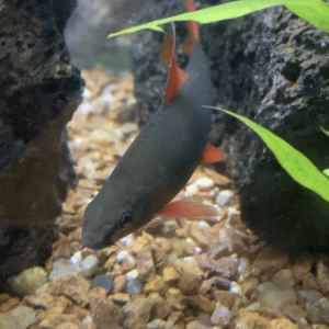 Labeo Erythrurus