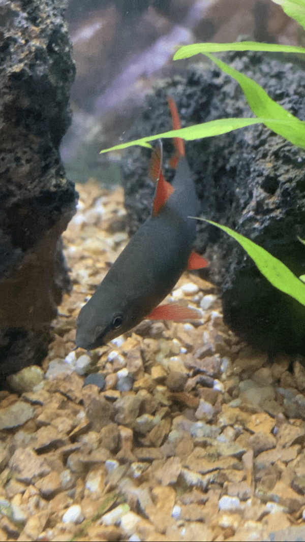 Labeo Erythrurus