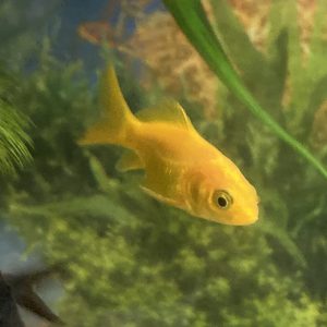 Carassius Cometa Oro 4 CM