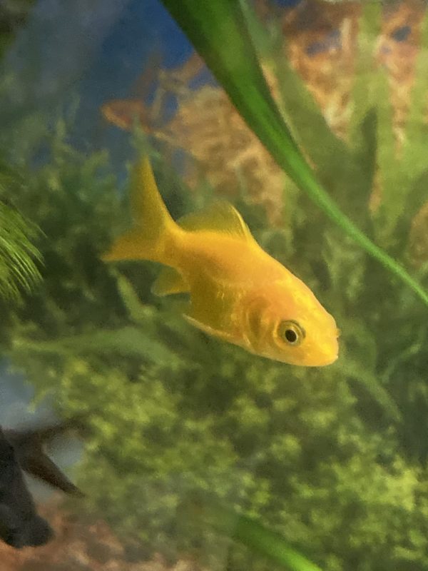Carassius Cometa Oro 4 CM