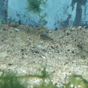 Corydora Pigmea