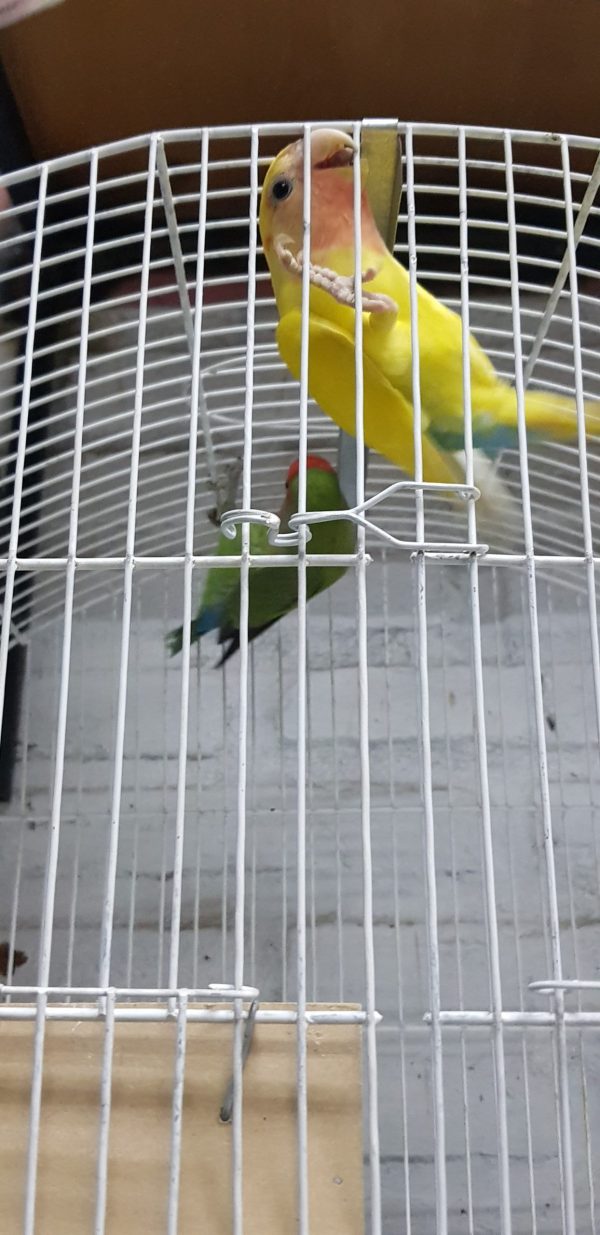 Inseparable Agapornis Roseicollis Reproductor pareja