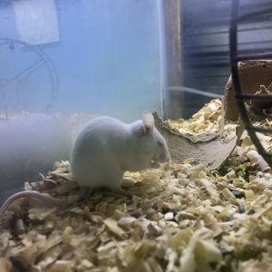 Raton de laboratorio