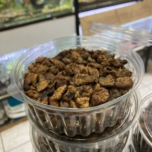 Pupa del gusado de la seda
