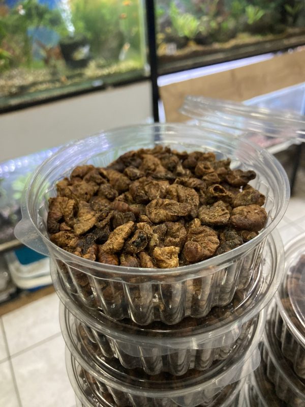 Pupa del gusado de la seda