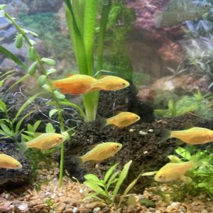 Barbo Conchonius