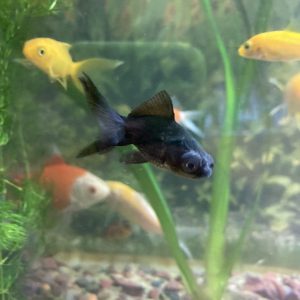 Carassius telescopico negro