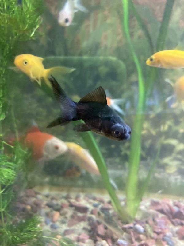 Carassius telescopico negro