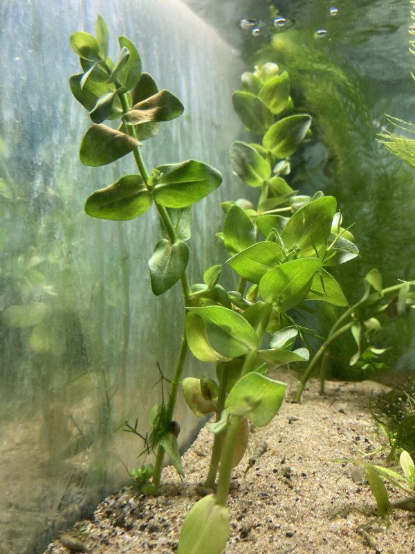 Planta Telantera rugosa