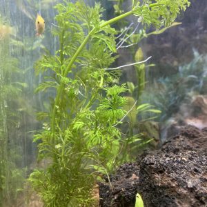 Planta Ambulia