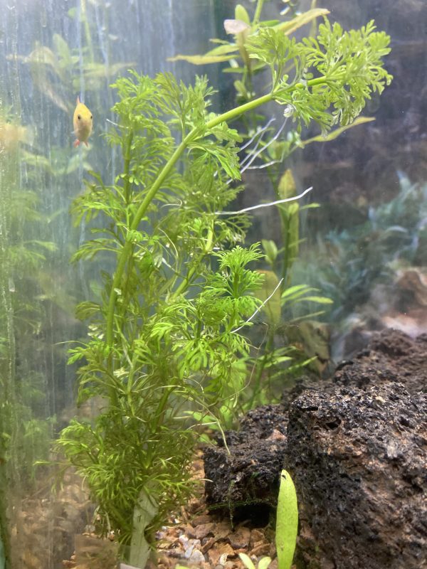 Planta Ambulia