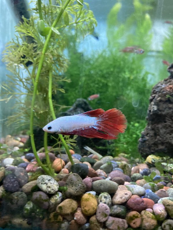 Betta Macho Halfmoon