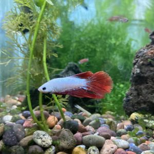 Betta Macho Halfmoon