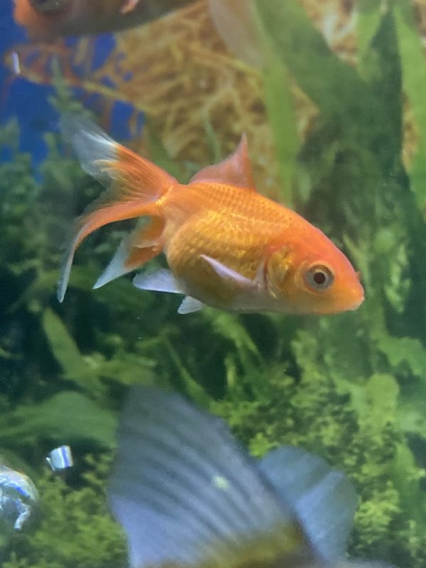 Carassius fantasia rojo