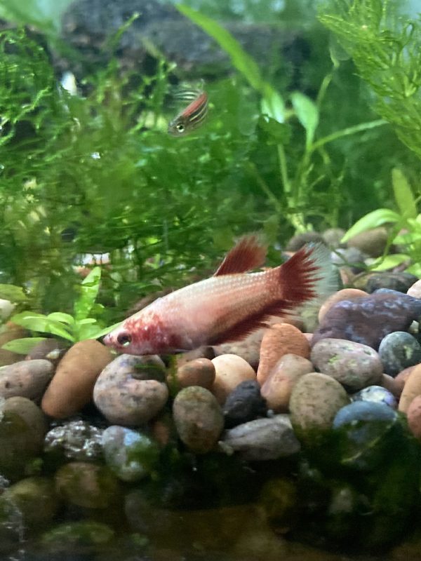 Betta hembra Adulta