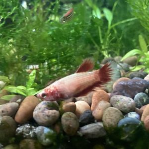 Betta hembra