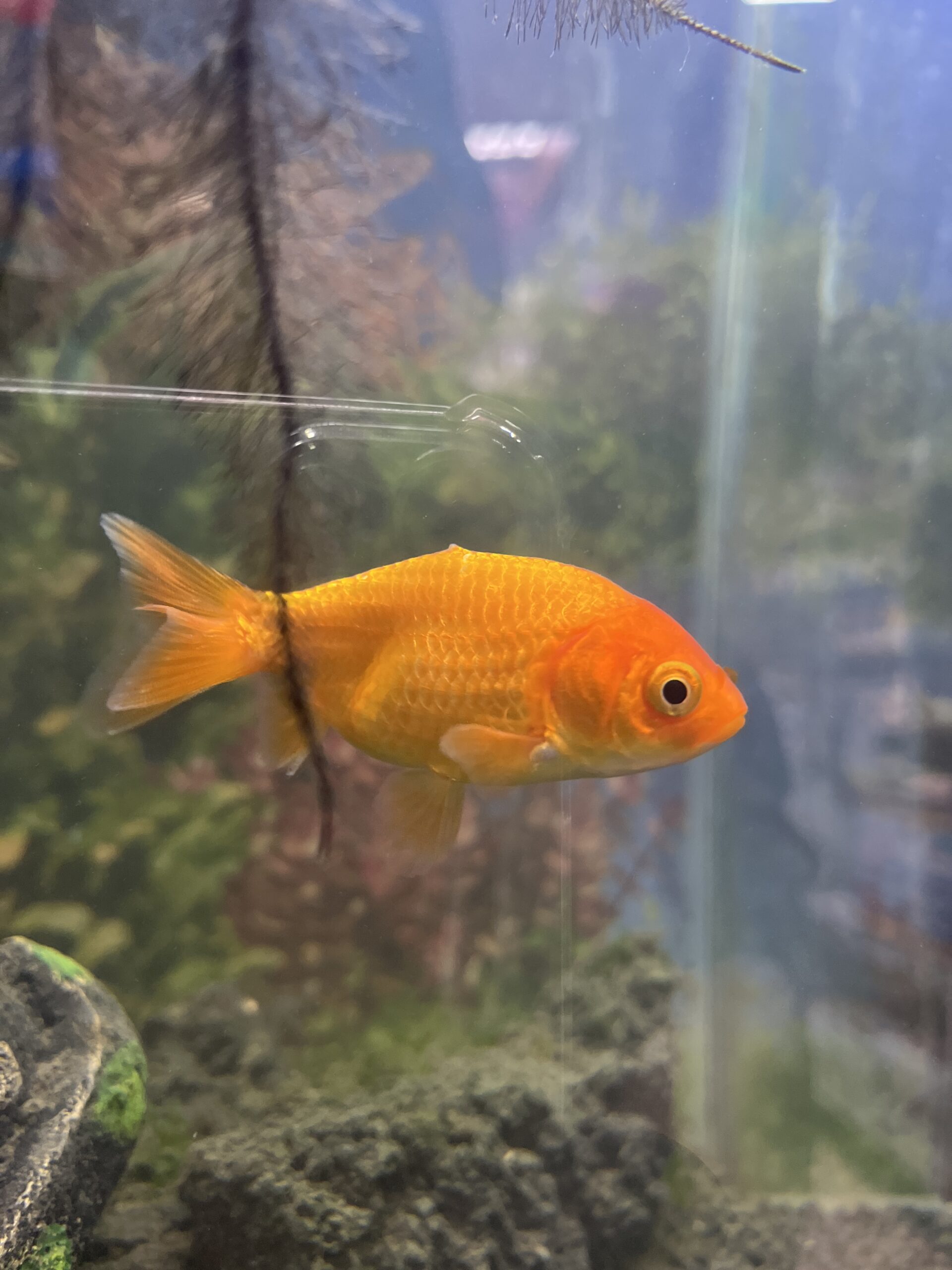 Carassius Ranchu - Imagen 2