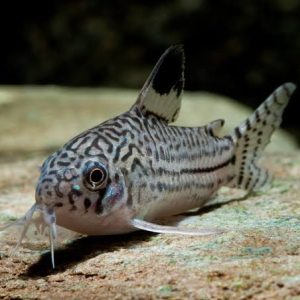 Corydora Arcuatus