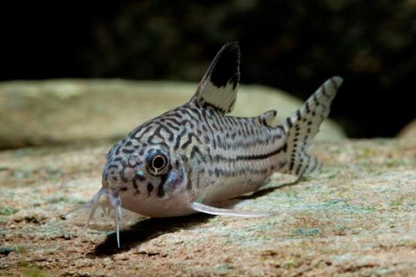 Corydora Arcuatus