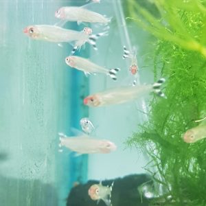 Tetra borrachito