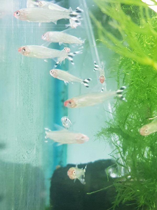 Tetra borrachito