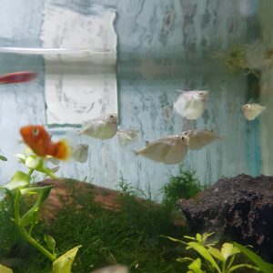 Hacha Silver