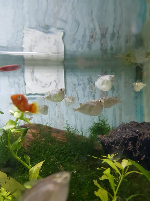 Hacha Silver