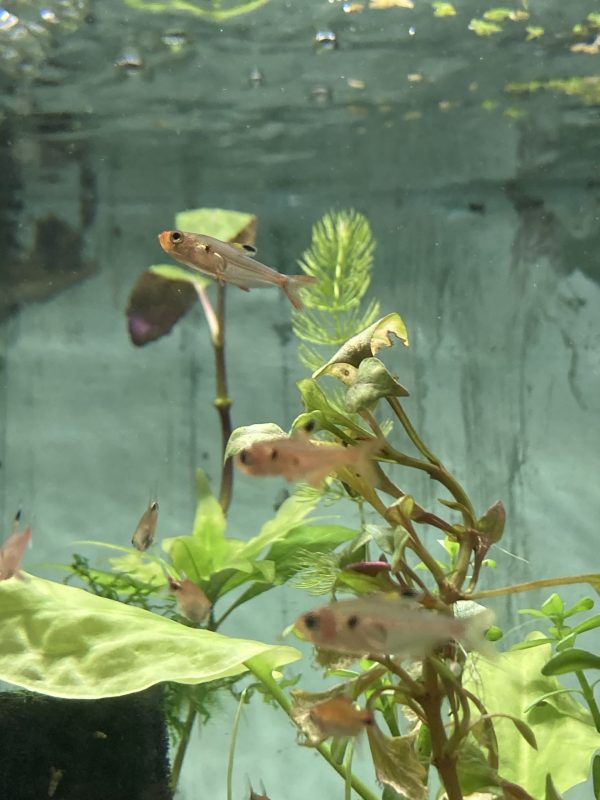 Tetra Red Phantom