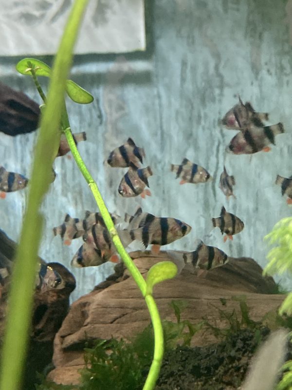 Barbo Sumatrano