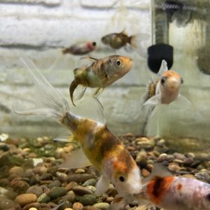 Carassius Shubunkin