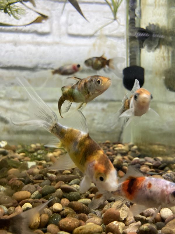 Carassius Shubunkin