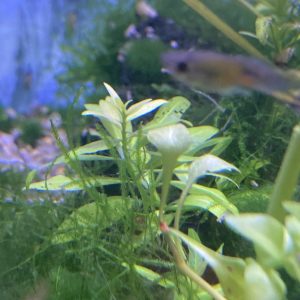 Planta Hygrophila Polysperma