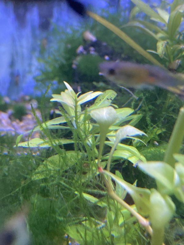 Planta Hygrophila Polysperma