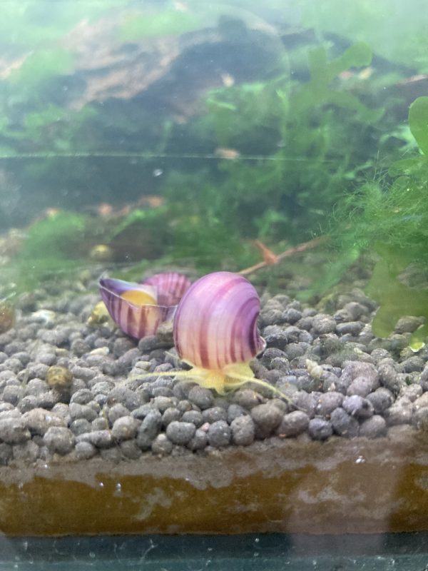 Caracol Manzana 2x5990