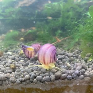 Caracol Manzana
