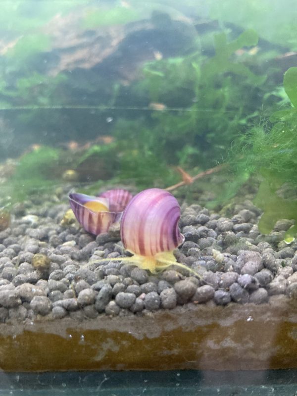 Caracol Manzana