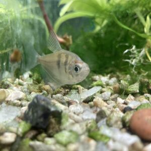Tetra viuda negra