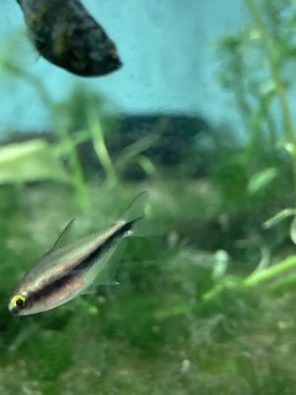Tetra Emperador Arcoiris