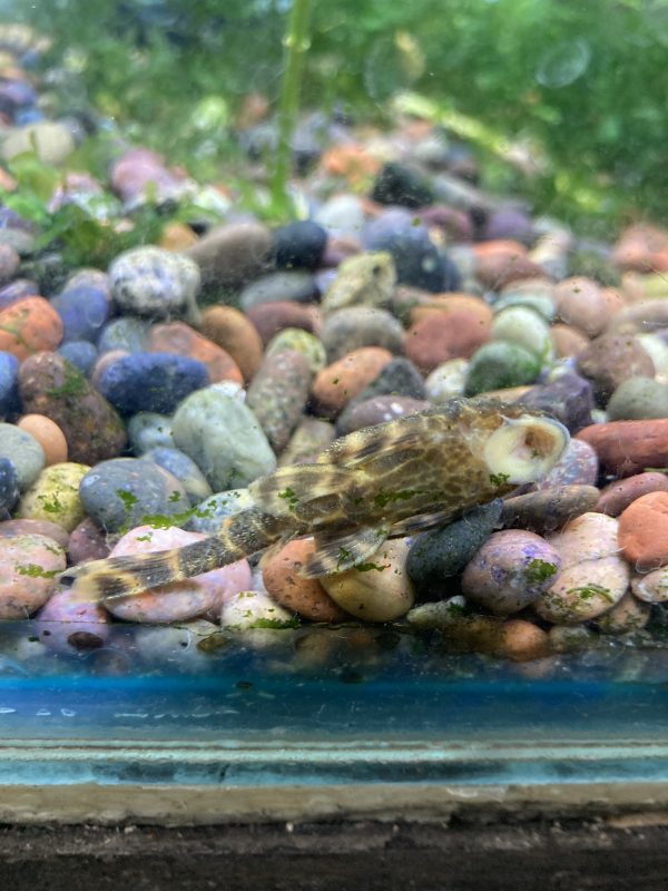 Pleckoltia Vitata