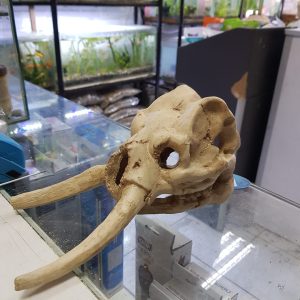 Adorno Calavera Mamut 23x12.5x11 cm