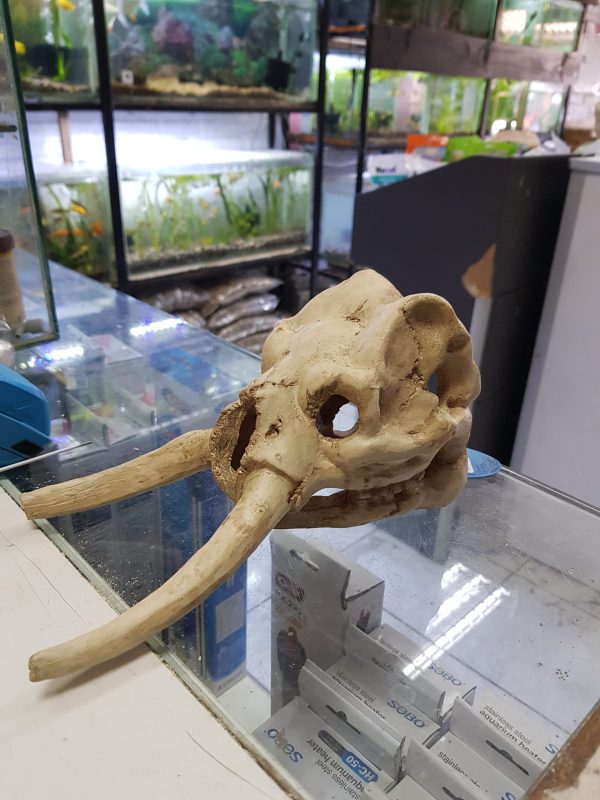 Adorno Calavera Mamut 23x12.5x11 cm