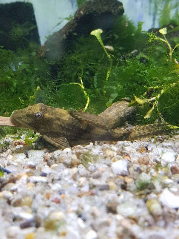 Plecostomus XL