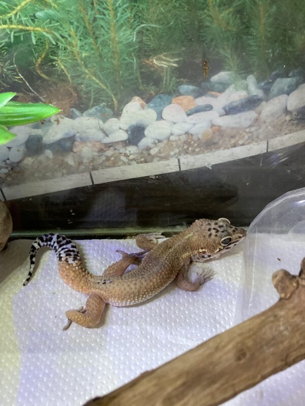 Gecko Leopardo