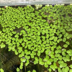 Lenteja de agua porcion
