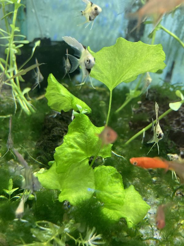 Planta Sp. Taiwan
