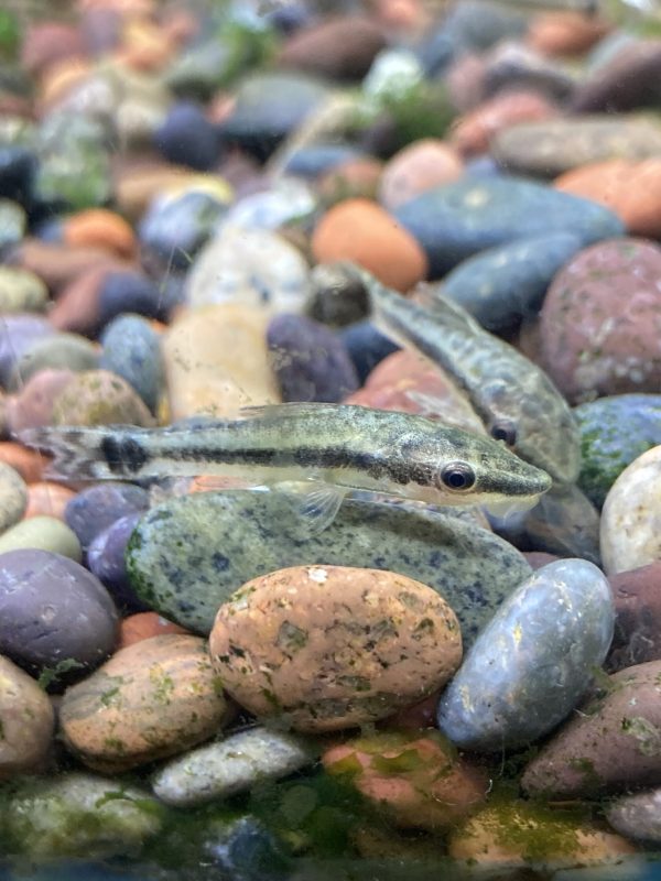 Otocinclus Affinis