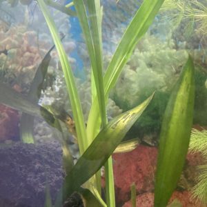 Planta Acorus